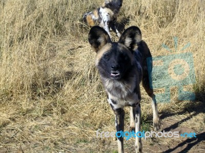 Wild Dogs In Namibia Stock Photo