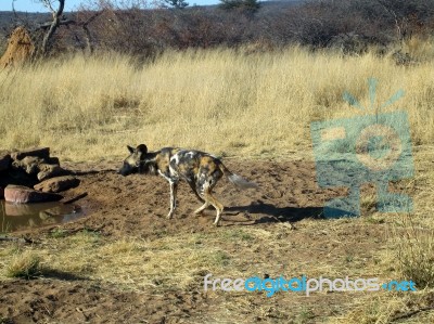 Wild Dogs In Namibia Stock Photo