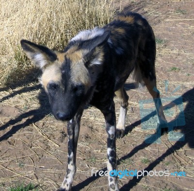 Wild Dogs In Namibia Stock Photo