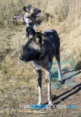 Wild Dogs In Namibia Stock Photo