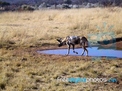 Wild Dogs In Namibia Stock Photo