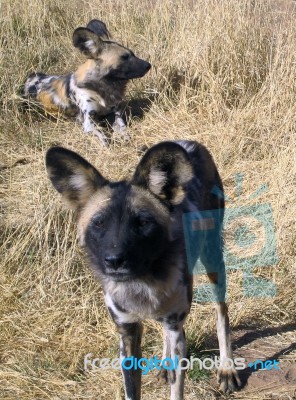 Wild Dogs In Namibia Stock Photo