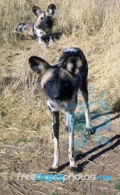 Wild Dogs In Namibia Stock Photo