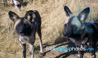 Wild Dogs In Namibia Stock Photo