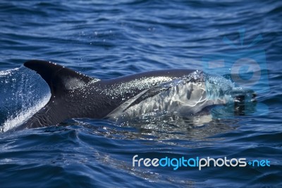 Wild Dolphins Stock Photo