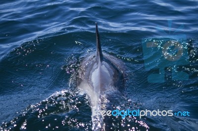 Wild Dolphins Stock Photo