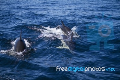 Wild Dolphins Stock Photo