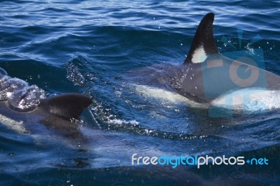 Wild Dolphins Stock Photo