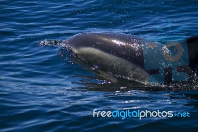 Wild Dolphins Stock Photo