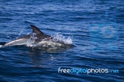 Wild Dolphins Stock Photo