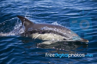 Wild Dolphins Stock Photo