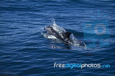 Wild Dolphins Stock Photo