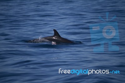 Wild Dolphins Stock Photo