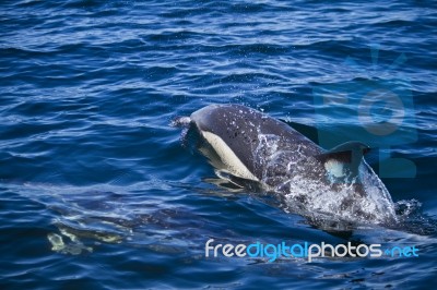 Wild Dolphins Stock Photo