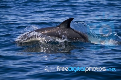 Wild Dolphins Stock Photo