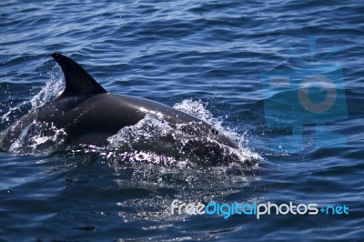 Wild Dolphins Stock Photo