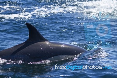 Wild Dolphins Stock Photo