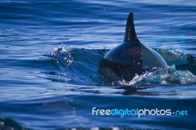 Wild Dolphins Stock Photo