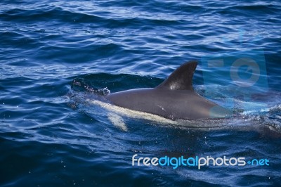 Wild Dolphins Stock Photo