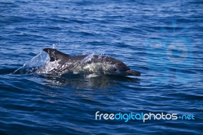 Wild Dolphins Stock Photo