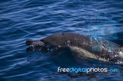 Wild Dolphins Stock Photo