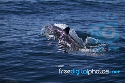 Wild Dolphins Stock Photo