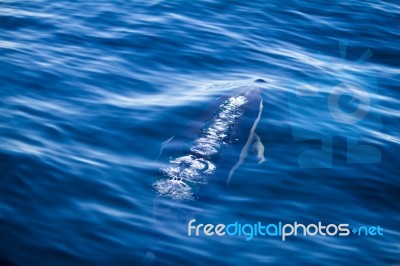 Wild Dolphins Stock Photo