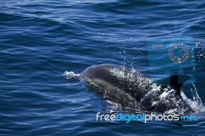 Wild Dolphins Stock Photo