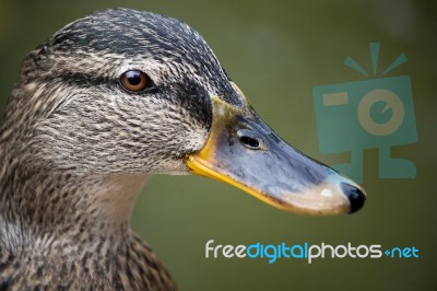 Wild Duck Stock Photo