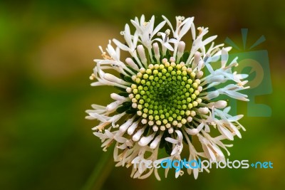 Wild Flower Stock Photo