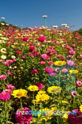 Wild Flowers Stock Photo