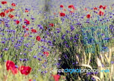 Wild Flowers Stock Photo