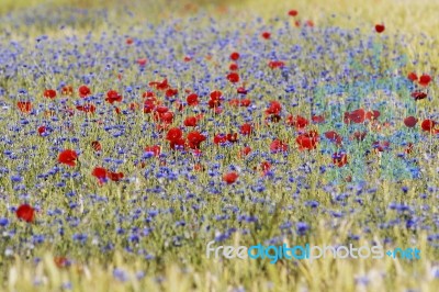 Wild Flowers Stock Photo