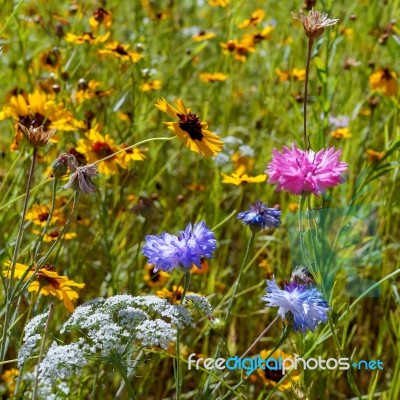 Wild Flowers In An English Garden Stock Photo