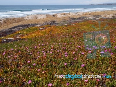 Wild Flowers On The Beach Stock Photo