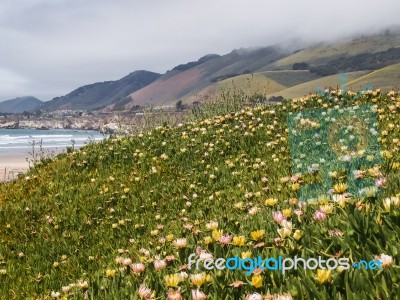 Wild Flowers On The Beach Stock Photo