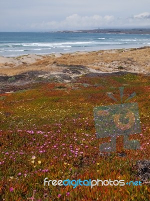 Wild Flowers On The Beach Stock Photo