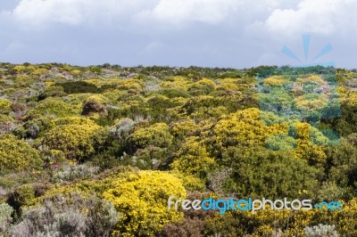 Wild Flowers On The Region Near Sagres, Portugal Stock Photo