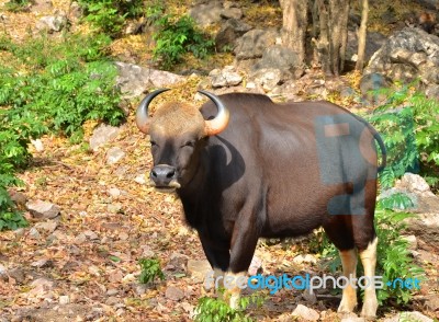 Wild Gaur Or Seladaing Stock Photo