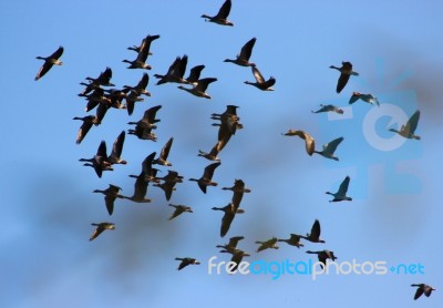 Wild Geese In Flight Stock Photo