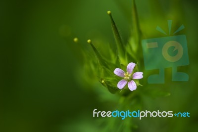 Wild Geranium Stock Photo