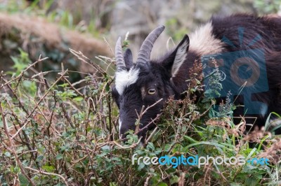 Wild Goat (capra Aegagrus) Stock Photo