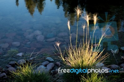 Wild Grass Growing At The Edge Of A Lake Stock Photo