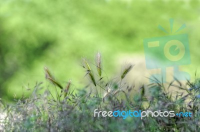 Wild Grasses Stock Photo