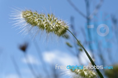 Wild Grasses In Sardinia Stock Photo