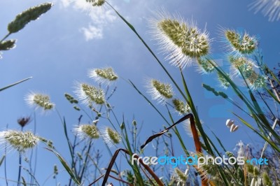 Wild Grasses In Sardinia Stock Photo