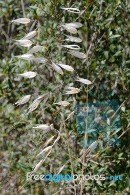 Wild Grasses In Sardinia Stock Photo