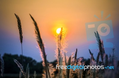 Wild Grasses In Sunset Time Stock Photo