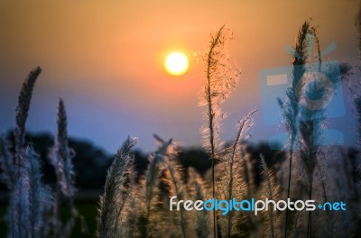 Wild Grasses In Sunset Time Stock Photo