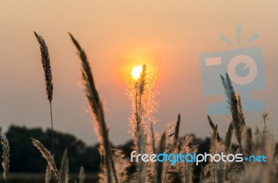 Wild Grasses In Sunset Time Stock Photo